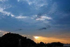 The bat flying speedy out of the cave Khao Chongpran. photo