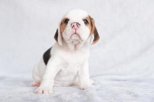 Cute beagle puppy age one month sitting and looking forward. Picture have copy space for advertisement or text. photo