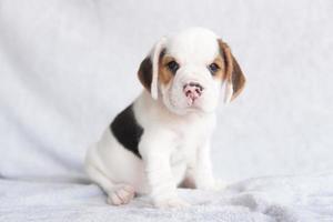 lindo cachorro beagle de un mes sentado y mirando hacia adelante. la imagen tiene espacio de copia para publicidad o texto. foto