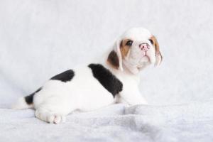 lindo cachorro beagle de un mes sentado y mirando hacia adelante. la imagen tiene espacio de copia para publicidad o texto. foto