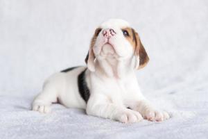 lindo cachorro beagle de un mes sentado y mirando hacia adelante. la imagen tiene espacio de copia para publicidad o texto. foto