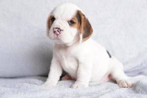 Cute beagle puppy age one month sitting and looking forward. Picture have copy space for advertisement or text. photo