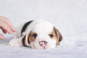 lindo cachorro beagle de un mes sentado y mirando hacia adelante. la imagen tiene espacio de copia para publicidad o texto. foto