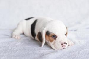 lindo cachorro beagle de un mes sentado y mirando hacia adelante. la imagen tiene espacio de copia para publicidad o texto. foto