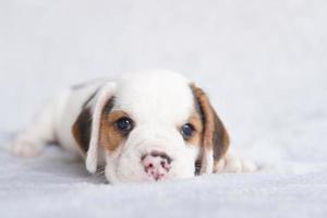 lindo cachorro beagle de un mes sentado y mirando hacia adelante. la imagen tiene espacio de copia para publicidad o texto. foto