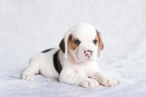 lindo cachorro beagle de un mes sentado y mirando hacia adelante. la imagen tiene espacio de copia para publicidad o texto. foto