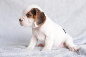 Beagles are used in a range of research procedures. The general appearance of the beagle resembles a miniature Foxhound. Beagles have excellent noses. photo