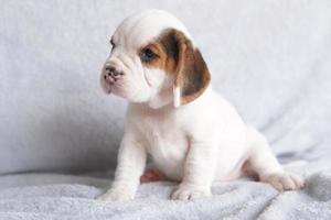 Beagles are used in a range of research procedures. The general appearance of the beagle resembles a miniature Foxhound. Beagles have excellent noses. photo