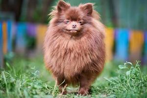 Pomeranian Spitz brown dog in garden photo