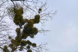 arbustos viscosos en las ramas de los árboles foto