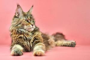 gato de carey de maine coon, espacio de copia foto