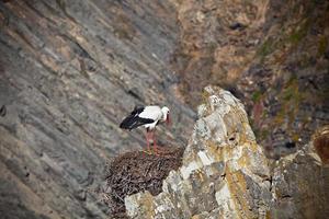 cigüeña en un acantilado en la costa occidental de portugal foto