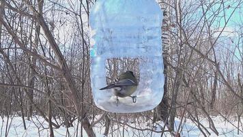 The great tit flies up to the feeder, takes food and flies away. Parus major video