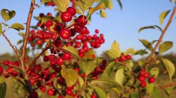 pequeñas manzanas silvestres rojas en una rama de árbol. la rama se mece con el viento. video