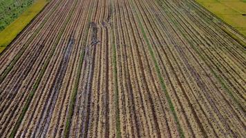 campos de arroz después de cosechar arroz en tailandia. drone vuela sobre el pajar después de la temporada de cosecha en los arrozales. vista superior del otoño después de la cosecha con pajitas caídas en el pueblo agrícola. video