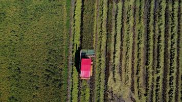 Aerial view of Combine harvester machine with rice paddy field. Harvester for harvesting rice at work in Thailand. Drone flies over rice straw workers after the harvest season in a large paddy field. video
