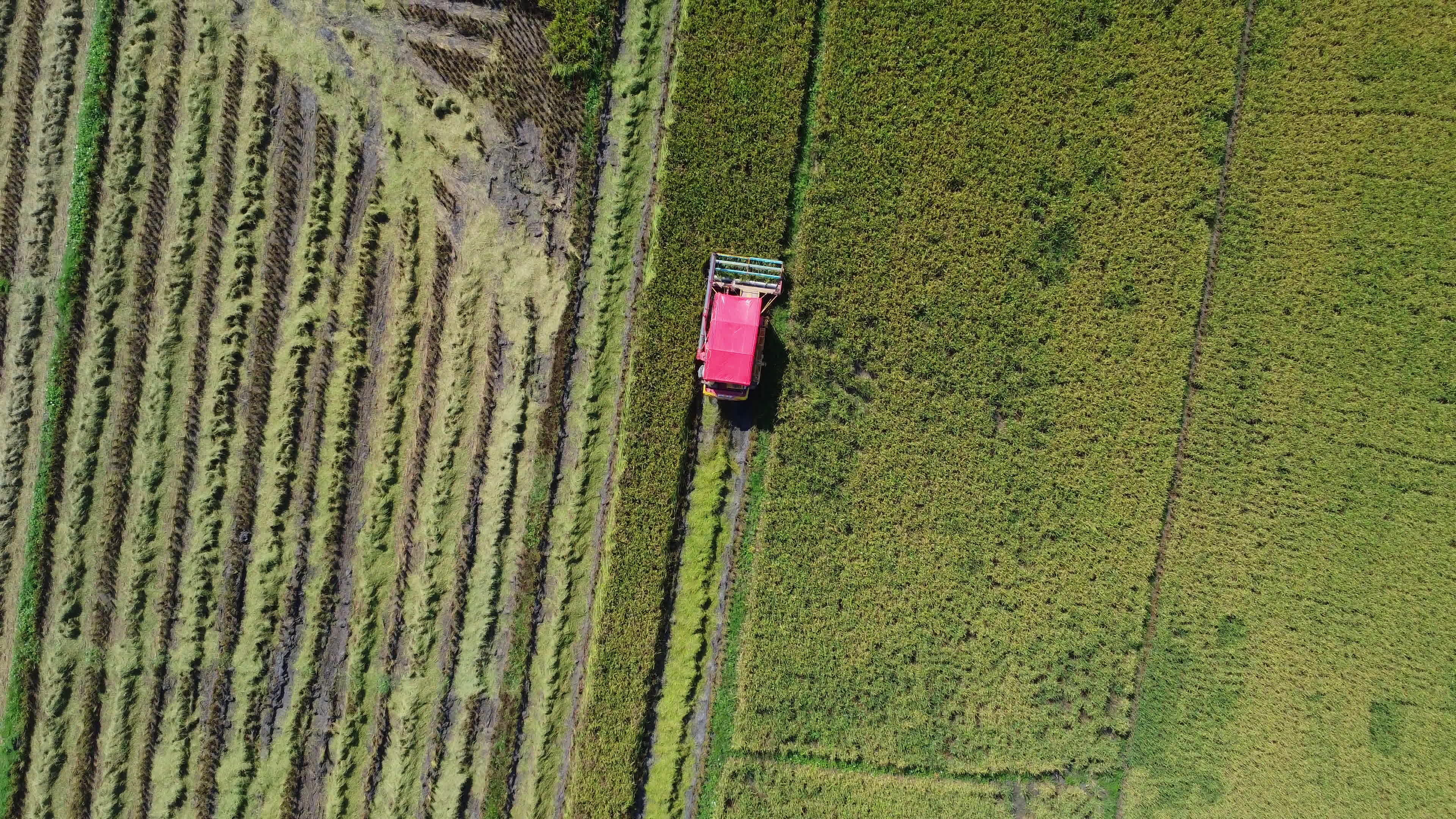 Aerial view of Combine harvester machine with rice paddy field ...