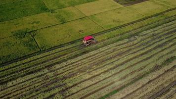 Aerial view of Combine harvester machine with rice paddy field. Harvester for harvesting rice at work in Thailand. Drone flies over rice straw workers after the harvest season in a large paddy field. video