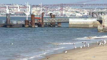 Puente 25 de abril como fondo. gaviotas en la playa. gaviotas en la arena de la orilla del río. plataforma de buque en movimiento a causa de la corriente marítima