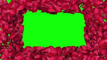 roos bloemblad onthullen verborgen ding 3d weergave, chroma sleutel, luma matte selectie van roos bloemblaadjes video