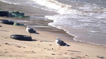 Waves crashing in the sand with seagulls by the Tejo's river. Pollution of the oceans video