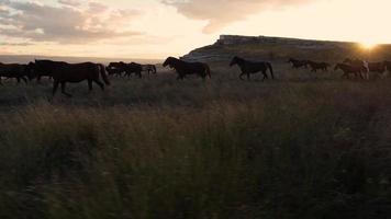 los caballos se mueven lentamente contra el fondo del sol poniente. una manada de caballos corriendo por la estepa contra el fondo de las montañas. video