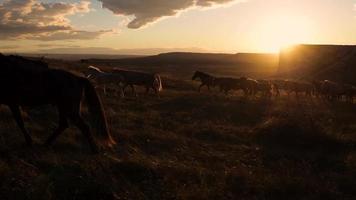 paarden Actie langzaam tegen de achtergrond van de instelling zon. een kudde van paarden rennen aan de overkant de steppe tegen de achtergrond van bergen. video