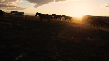 os cavalos movem-se lentamente contra o fundo do sol poente. uma manada de cavalos correndo pela estepe no contexto das montanhas. video