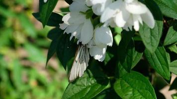 aporia crataegi, svart ådrad vit fjäril i vild, på blomma av jasmin. video