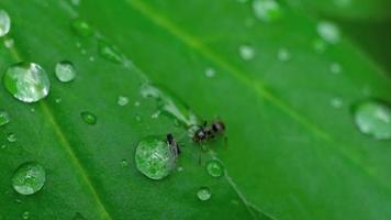 primo piano di una formica e afide su foglia con gocce d'acqua video