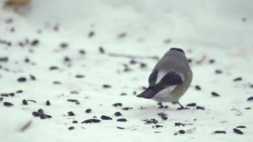 Bullfinch female on snow eating sunflower seeds video