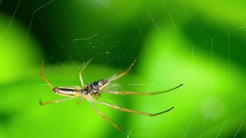 Spider on the web eats prey, slow motion video