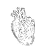 corazón anatomía dibujo blanco y negro aislado vector