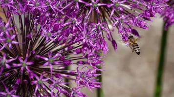 une abeille pollinisant des fleurs d'oignon, recueillant du nectar, ralenti video