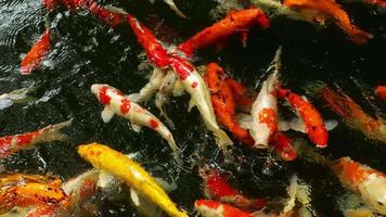 Koi im Fischteich. Koi Nishikigoi, sind farbige Formen des Amur-Karpfens video