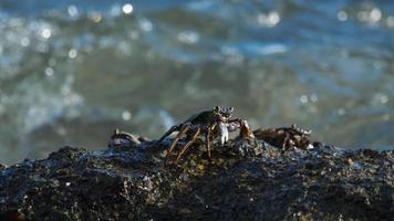 Crab on the rock at the beach, rolling waves, close up video