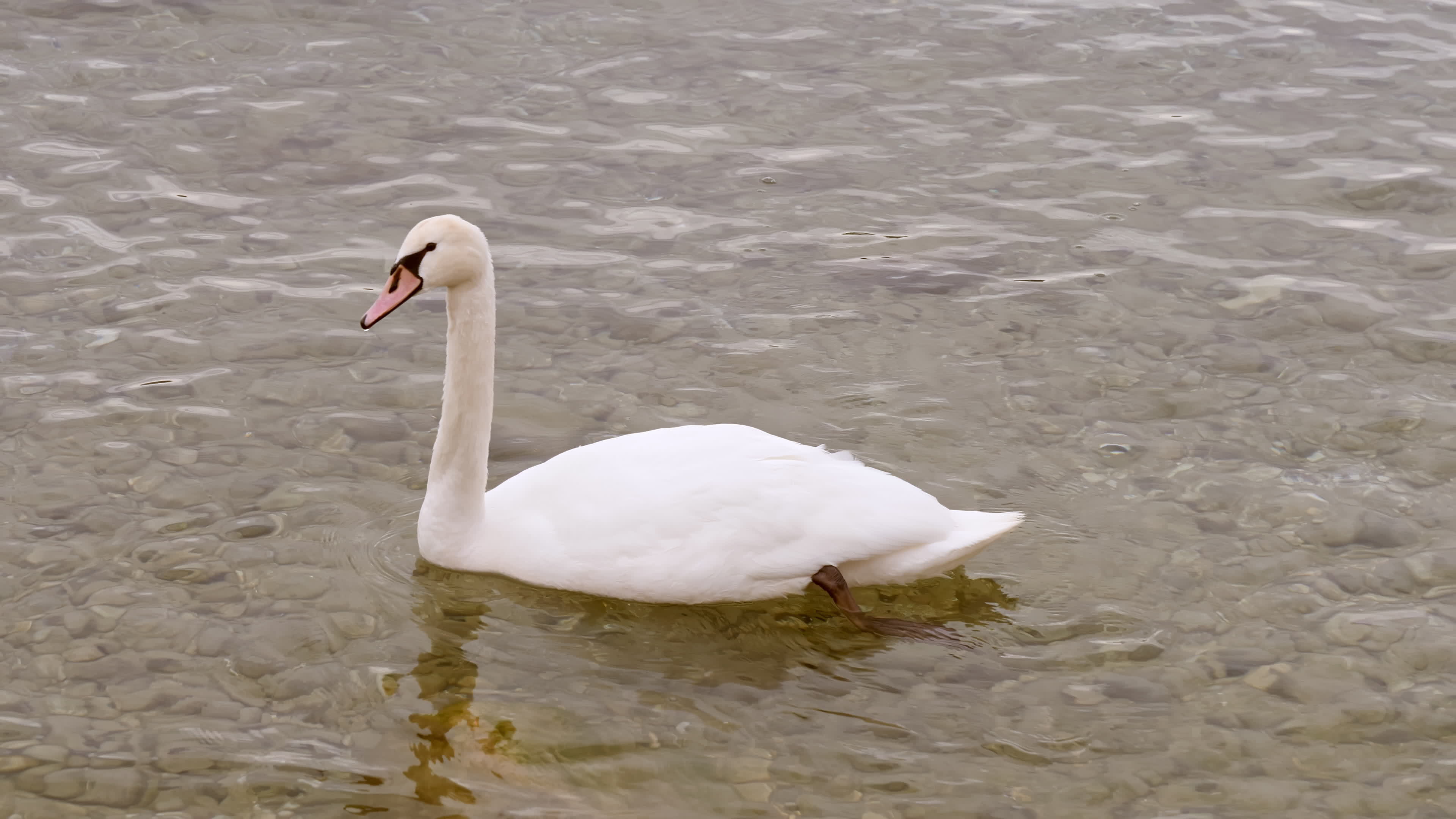 White Long Necked Water Bird Clearance Prices www metaltecnica com pe White Long Necked Water Bird Clearance Prices www metaltecnica com pe
