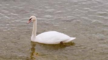 um cisne desliza por um lago, seu pescoço longo e bico poderoso rasgando a água em busca de comida video