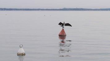 uma cena calma com algumas gaivotas e patos na água video