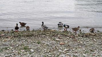 un grupo de patos y gansos nadando en un río cerca de la costa video