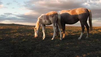 hästar flytta långsamt mot de bakgrund av de miljö Sol. en besättning av hästar löpning tvärs över de stäpp mot de bakgrund av berg. video