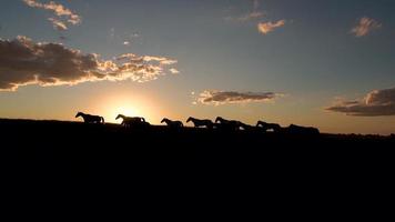 les chevaux se déplacent lentement sur fond de soleil couchant. un troupeau de chevaux courant à travers la steppe sur fond de montagnes. video