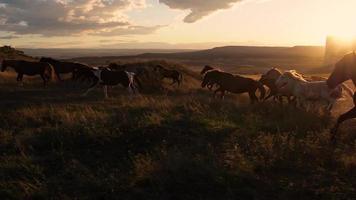 paarden Actie langzaam tegen de achtergrond van de instelling zon. een kudde van paarden rennen aan de overkant de steppe tegen de achtergrond van bergen. video