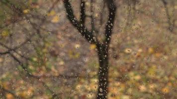 gocce di pioggia su il finestra Pannello dietro a quale è un autunno paesaggio. freddo piovoso tempo atmosferico. video