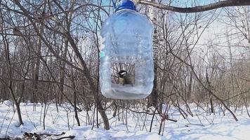 la mésange charbonnière s'assoit sur la mangeoire à oiseaux. l'oiseau s'envole sans nourriture. la mangeoire est fabriquée à partir d'une bouteille en plastique. parus majeur video