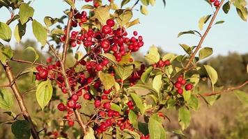 piccolo rosso selvaggio mele su un' albero ramo. il ramo ondeggia nel il vento. video