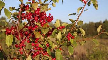 klein rood wild appels Aan een boom Afdeling met groen bladeren. de Afdeling zwaait in de wind. video