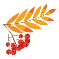 Rowanberry branch icon, cartoon style vector
