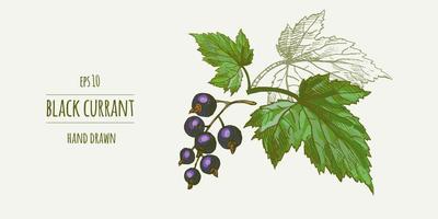 Sprig of black currant hand drawn vector illustration. Ink sketch of berries, black currant leaves. Isolated doodle design elements