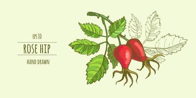 Rose hip fruit with leaves dogrose. Vector illustration